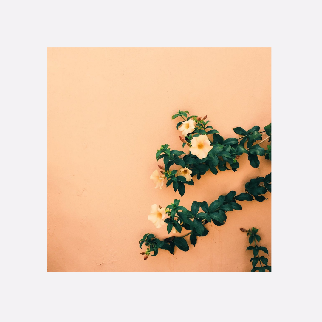 Pi Ba Kay Klod, 2017